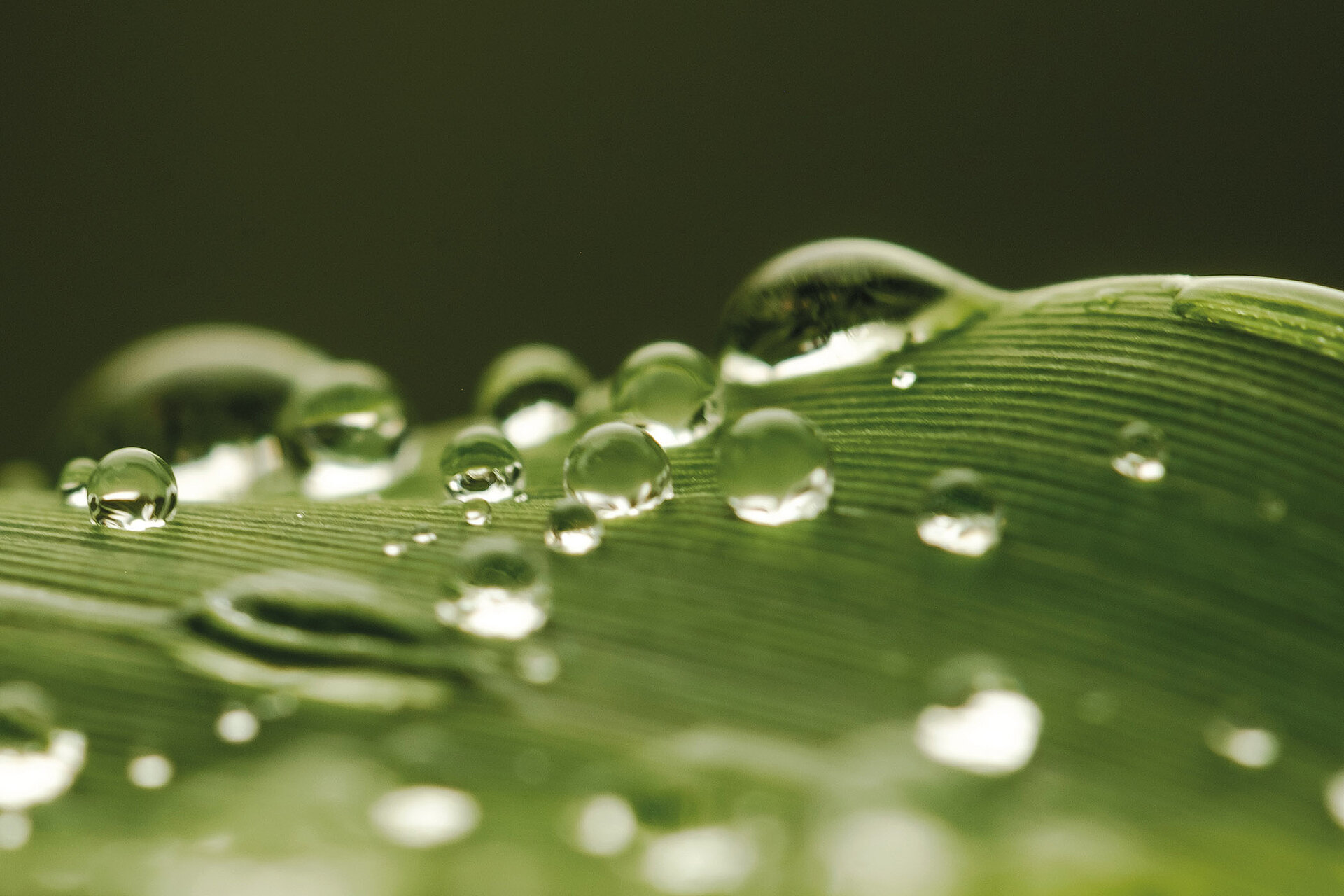 Green leaf with water droplets